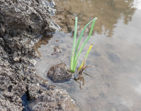 recently planted plant in soil