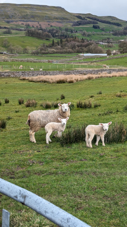 A sheep and two lambs stand in a field